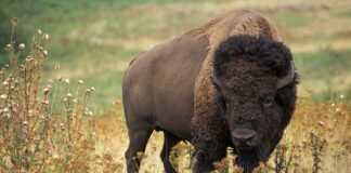 Jak długo żyje bizon?